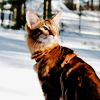 http://upforme.ru/uploads/001a/b3/36/5/t78001.png
