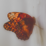 http://upforme.ru/uploads/001a/b5/ed/21/t168393.png