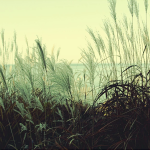 http://upforme.ru/uploads/001a/b5/ed/21/t225318.png