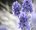 http://upforme.ru/uploads/001a/b5/ed/28/t769900.png