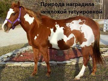 http://upforme.ru/uploads/001a/b7/a9/2/t205128.jpg