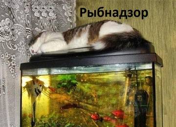 http://upforme.ru/uploads/001a/b7/a9/2/t636262.jpg