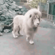 http://upforme.ru/uploads/001a/c0/4f/48/t41935.gif
