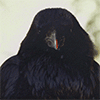 http://upforme.ru/uploads/001a/c3/ce/70/529546.gif