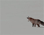 http://upforme.ru/uploads/001a/c7/2f/62/261260.gif