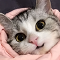 http://upforme.ru/uploads/001a/c7/7f/63/158615.png