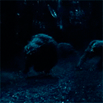 http://upforme.ru/uploads/001a/c7/fc/23/382603.gif
