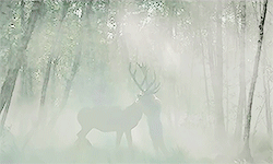 http://upforme.ru/uploads/001a/c7/fc/41/290076.gif