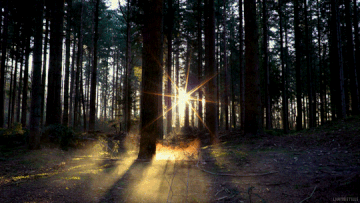 http://upforme.ru/uploads/001a/c7/fc/90/t294235.gif