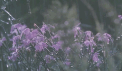 http://upforme.ru/uploads/001a/c7/fc/91/t383424.gif