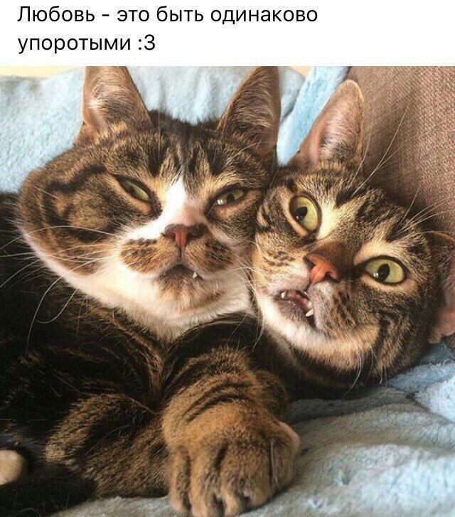 http://upforme.ru/uploads/001a/cb/5f/4/117503.jpg