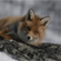 http://upforme.ru/uploads/001a/cc/61/51/133183.gif