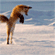 http://upforme.ru/uploads/001a/cc/61/51/176301.gif
