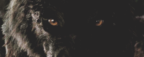 http://upforme.ru/uploads/001a/d4/c3/8/564195.gif