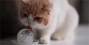 http://upforme.ru/uploads/001a/dc/a2/28/926554.gif