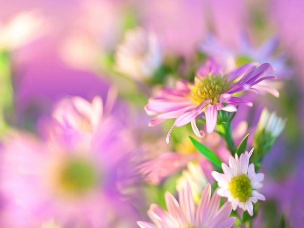 http://upforme.ru/uploads/001a/de/56/2/109735.jpg