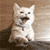 http://upforme.ru/uploads/001a/df/5e/5/632387.gif