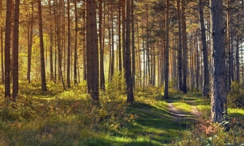 http://upforme.ru/uploads/001a/e3/85/6/919541.jpg