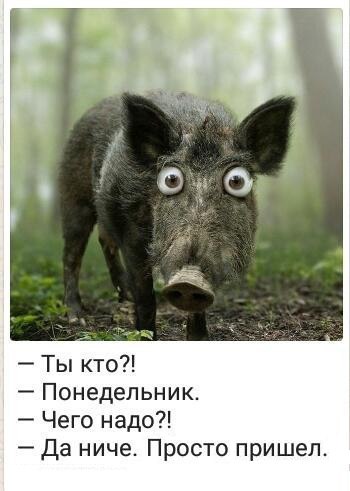 http://upforme.ru/uploads/001a/e3/bd/9/298279.jpg