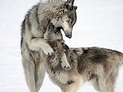http://upforme.ru/uploads/001a/e4/67/15/t626250.jpg