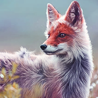 http://upforme.ru/uploads/001a/e4/67/18/181924.png