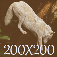 http://upforme.ru/uploads/001a/e4/67/2/246189.png