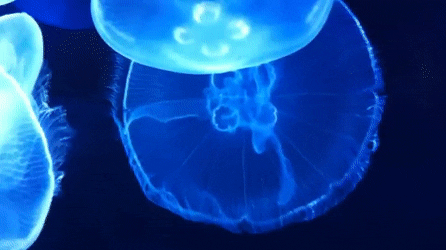 http://upforme.ru/uploads/001a/e5/e0/21/815247.gif