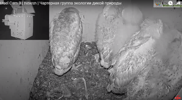 http://upforme.ru/uploads/001a/f0/62/7/t182294.png