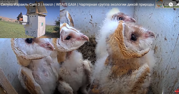 http://upforme.ru/uploads/001a/f0/62/7/t23286.png