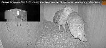 http://upforme.ru/uploads/001a/f0/62/7/t334449.png