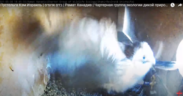 http://upforme.ru/uploads/001a/f0/62/7/t919227.png