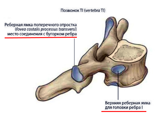 http://upforme.ru/uploads/001a/f5/a1/2/514444.jpg