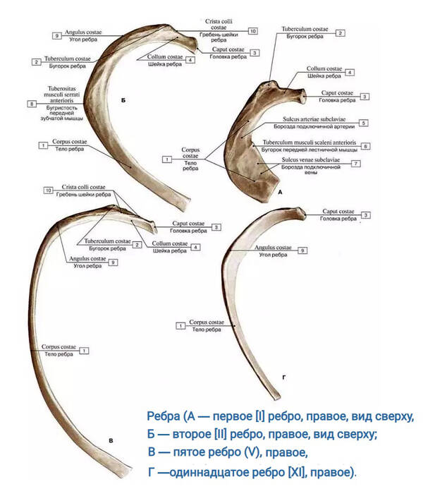 http://upforme.ru/uploads/001a/f5/a1/2/t795156.jpg