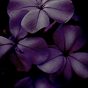 http://upforme.ru/uploads/001a/f9/6e/229/t503859.png