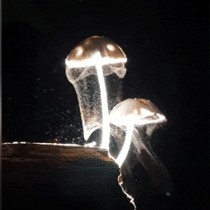 http://upforme.ru/uploads/001a/fd/bb/3/335690.gif