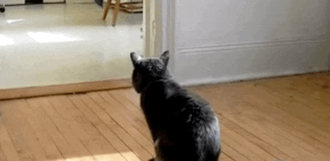 http://upforme.ru/uploads/001a/fd/bb/3/39681.gif