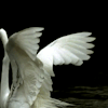 http://upforme.ru/uploads/001a/fd/bb/3/422371.webp