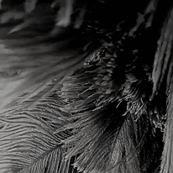 http://upforme.ru/uploads/001a/fd/bb/3/509645.gif
