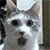 http://upforme.ru/uploads/001a/fd/bb/3/597038.gif