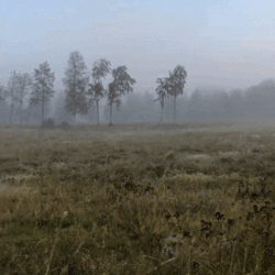 http://upforme.ru/uploads/001a/fd/bb/3/638446.gif