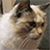 http://upforme.ru/uploads/001a/fd/bb/3/638739.gif