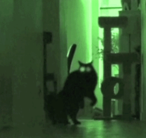 http://upforme.ru/uploads/001a/fd/bb/34/744991.gif