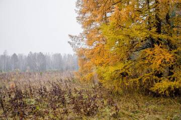 http://upforme.ru/uploads/001b/09/4d/2/t887991.jpg