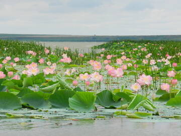 http://upforme.ru/uploads/001b/09/4d/2/t941112.jpg
