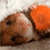 http://upforme.ru/uploads/001b/0a/ba/2/313125.gif