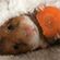 http://upforme.ru/uploads/001b/0d/69/13/t509768.gif