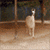 http://upforme.ru/uploads/001b/0d/69/13/t788929.gif