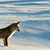 http://upforme.ru/uploads/001b/0d/69/13/t943395.gif