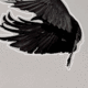 http://upforme.ru/uploads/001b/13/b6/3/456114.gif