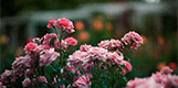http://upforme.ru/uploads/001b/14/63/100/907663.gif